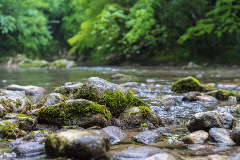 Why Rivers are the Lifelines of Our Planet and Why We Need to Protect Them Now More Than Ever